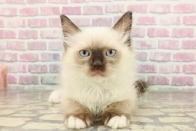 東京都のラグドール (Coo&RIKU板橋店/2025年3月19日生まれ/男の子/シールポイントミテッド)の子猫