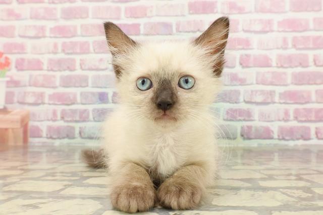 埼玉県のラグドール (Coo&RIKU所沢店/2025年3月19日生まれ/男の子/シールポイントミテッド)の子猫