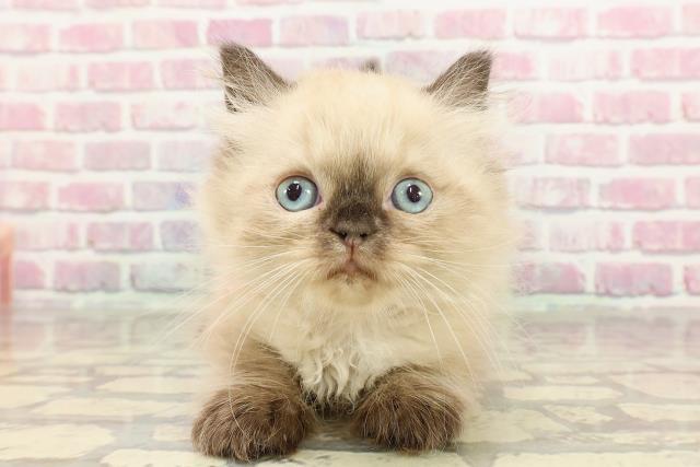 東京都のヒマラヤン (Coo&RIKU池袋西口店/2025年3月28日生まれ/女の子/シールポイント)の子猫