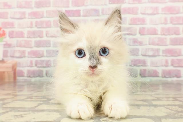 愛知県のラグドール (Coo&RIKU東海店/2025年3月17日生まれ/女の子/シールポイントバイカラー)の子猫