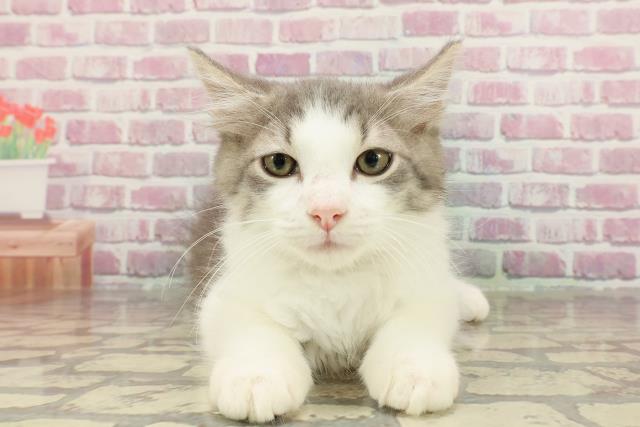 愛知県のラガマフィン (Coo&RIKU東海店/2025年3月9日生まれ/男の子/ブルータビーホワイト)の子猫