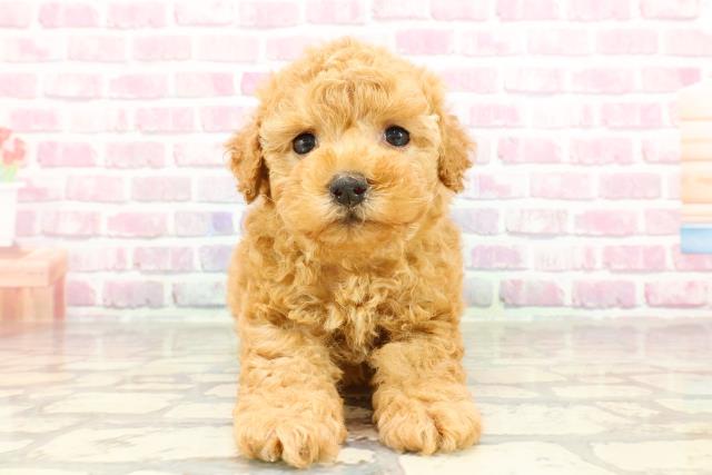 愛知県のトイプードル(トイ) (Coo&RIKU豊田店/2025年3月26日生まれ/男の子/アプリコット)の子犬