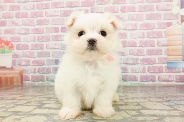 長野県のマルチーズ (Coo&RIKU綿半上田店/2025年3月27日生まれ/女の子/ホワイト)の子犬