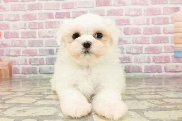 東京都のマルチーズ (Coo&RIKU練馬店/2025年3月27日生まれ/男の子/ホワイト)の子犬