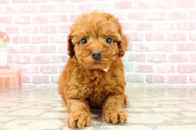 愛知県のトイプードル(トイ) (Coo&RIKU東海店/2025年3月30日生まれ/女の子/レッド)の子犬