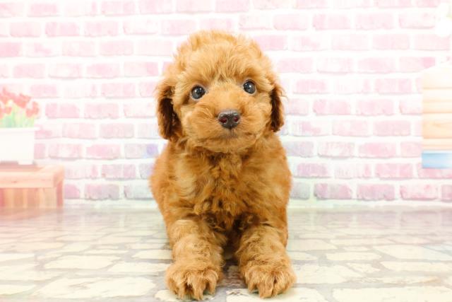 青森県のトイプードル(トイ) (Coo&RIKU八戸店/2025年3月30日生まれ/男の子/レッド)の子犬
