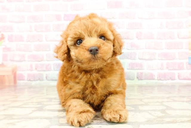 山形県のトイプードル(トイ) (Coo&RIKUイオンタウン酒田店/2025年3月30日生まれ/男の子/レッド)の子犬