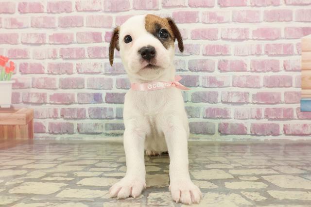 北海道のジャックラッセルテリア (Coo&RIKU帯広店/2025年3月30日生まれ/女の子/ホワイトタン)の子犬