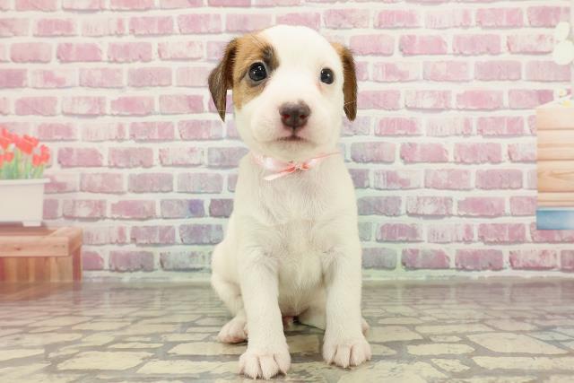 青森県のジャックラッセルテリア (Coo&RIKU八戸店/2025年3月30日生まれ/女の子/ホワイトタン)の子犬