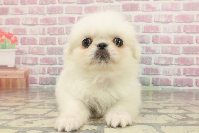 長野県のペキニーズ (Coo&RIKU長野店/2025年3月30日生まれ/女の子/ホワイト)の子犬