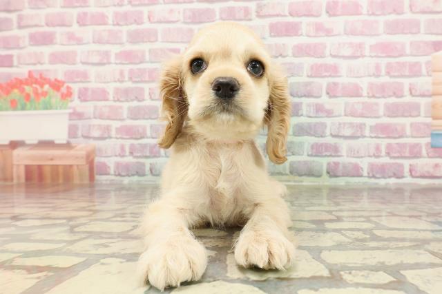 北海道のアメリカンコッカースパニエル (Coo&RIKU札幌東店/2025年3月29日生まれ/女の子/バフ)の子犬