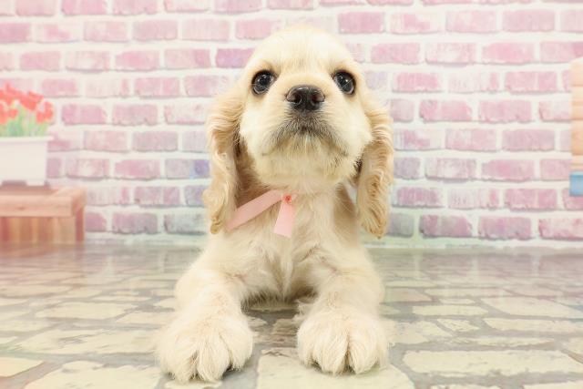 北海道のアメリカンコッカースパニエル (Coo&RIKU帯広店/2025年3月29日生まれ/女の子/バフ)の子犬