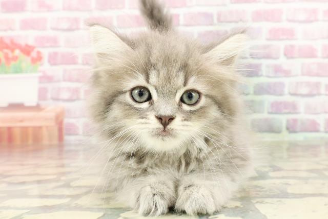愛知県のラガマフィン (Coo&RIKU豊田店/2025年3月25日生まれ/男の子/ブルータビー)の子猫