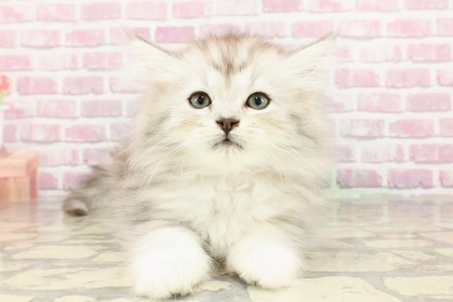 神奈川県のラガマフィン (Coo&RIKU横須賀店/2025年3月25日生まれ/女の子/シルバータビー)の子猫