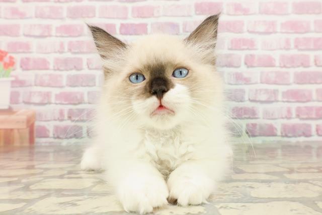 沖縄県のラグドール (Coo&RIKUイオン北谷店/2025年3月19日生まれ/男の子/シールポイント)の子猫