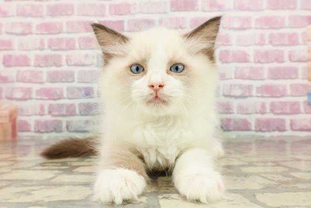 北海道のラグドール (Coo&RIKU函館店/2025年3月19日生まれ/男の子/シールポイントバイカラー)の子猫