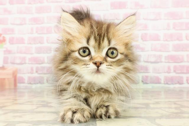 群馬県のミヌエット (Coo&RIKU藤岡店/2025年3月21日生まれ/女の子/ブラウンタビー)の子猫