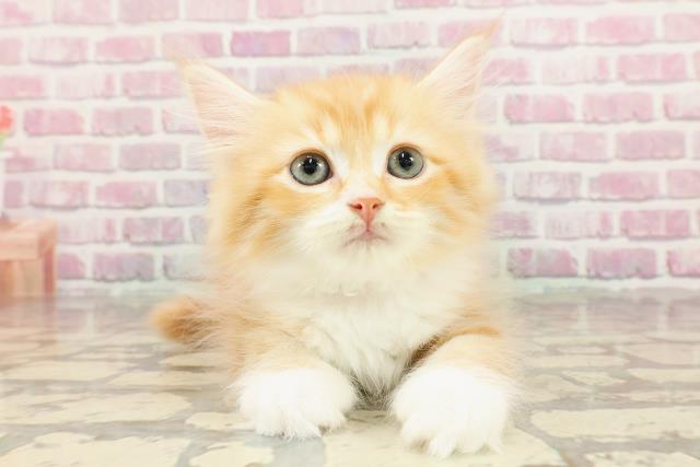 埼玉県のサイベリアン (Coo&RIKU所沢店/2025年3月23日生まれ/女の子/レッドタビーホワイト)の子猫
