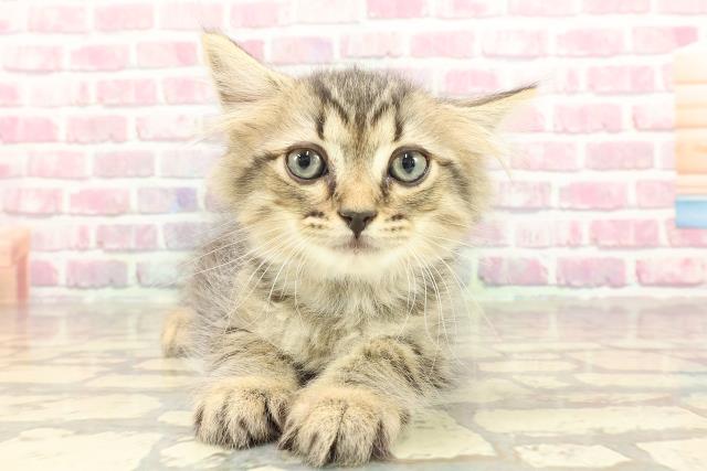 愛知県のサイベリアン (Coo&RIKU豊田店/2025年3月23日生まれ/男の子/ブラウンタビー)の子猫