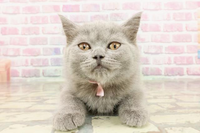 ブリティッシュショートヘアー