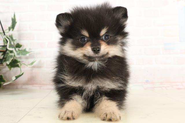 愛知県のポメラニアン (Coo&RIKU名古屋みなと店/2025年3月29日生まれ/男の子/ブラックタン)の子犬