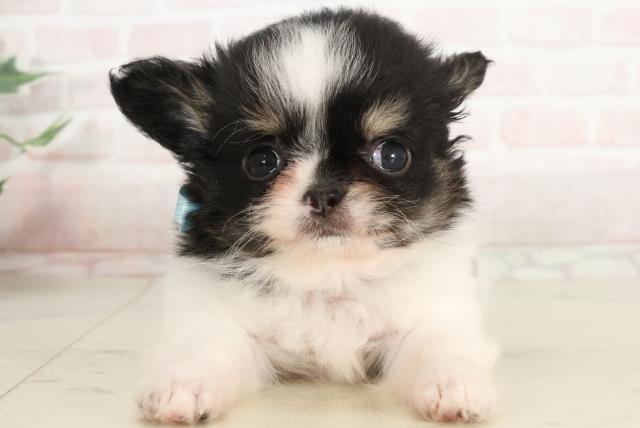 新潟県のチワワ(ロング) (Coo&RIKU長岡店/2025年3月30日生まれ/男の子/ブラックタンホワイト)の子犬