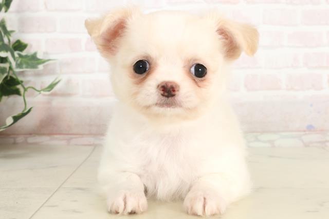 新潟県のチワワ(ロング) (Coo&RIKU新潟東店/2025年3月30日生まれ/女の子/クリームホワイト)の子犬