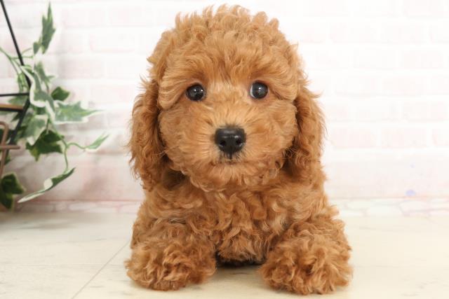 島根県のトイプードル(トイ) (Coo&RIKU出雲店/2025年3月27日生まれ/男の子/アプリコット)の子犬