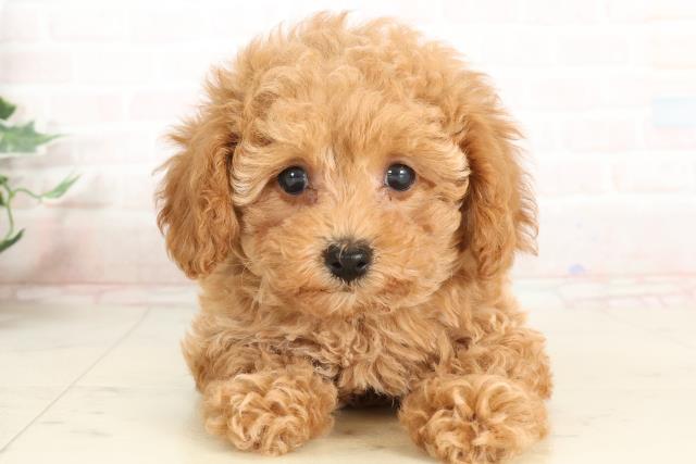 高知県のトイプードル(トイ) (Coo&RIKUのいち店/2025年3月27日生まれ/女の子/アプリコット)の子犬