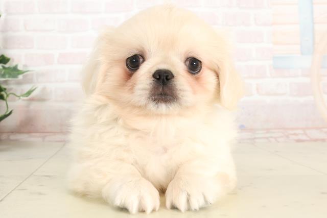 福岡県のペキニーズ (Coo&RIKU福岡西店/2025年3月28日生まれ/男の子/クリーム)の子犬