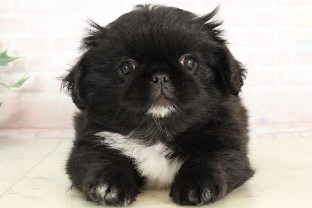 広島県のペキニーズ (Coo&RIKU福山店/2025年3月28日生まれ/男の子/ブラックホワイト)の子犬