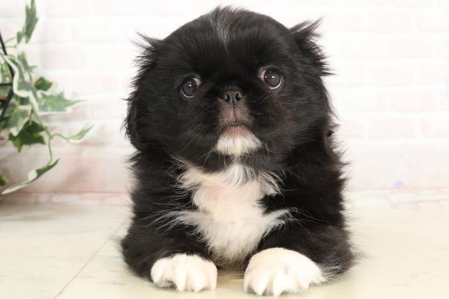 新潟県のペキニーズ (Coo&RIKU長岡店/2025年3月28日生まれ/女の子/ブラックホワイト)の子犬