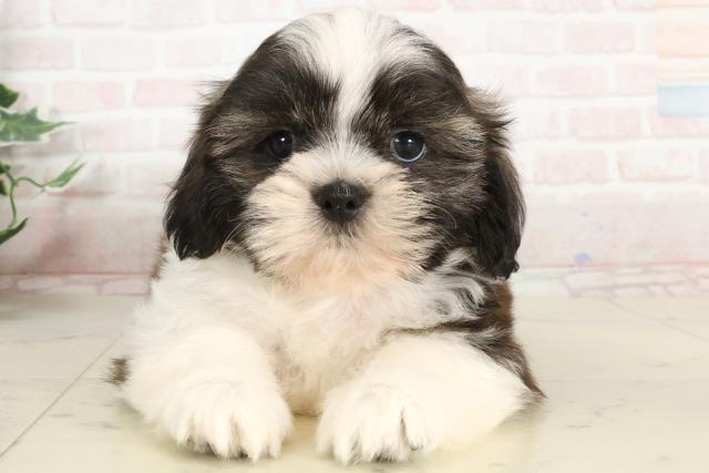 新潟県のシーズー (Coo&RIKU新潟西店/2025年3月29日生まれ/男の子/ゴールドホワイト)の子犬
