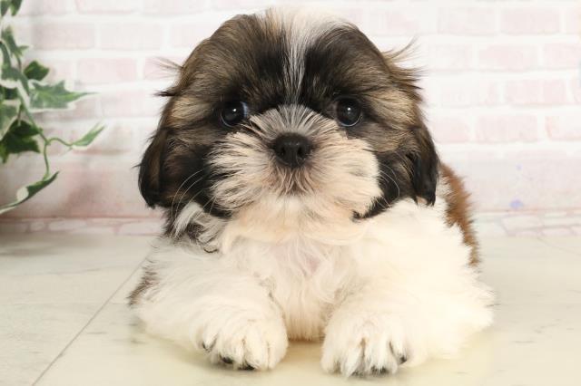山口県のシーズー (Coo&RIKUサンパークあじす店/2025年3月29日生まれ/女の子/ゴールドホワイト)の子犬