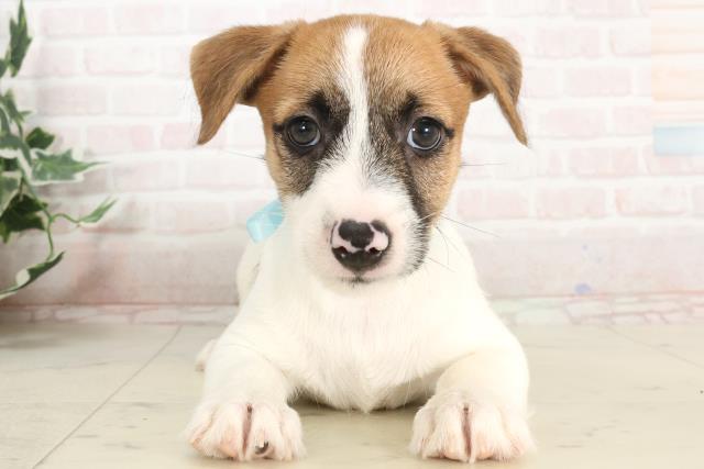 新潟県のジャックラッセルテリア (Coo&RIKU新潟東店/2025年3月26日生まれ/男の子/タンホワイト)の子犬