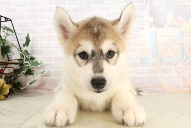 新潟県のシベリアンハスキー (Coo&RIKU新潟東店/2025年3月29日生まれ/女の子/シルバーホワイト)の子犬