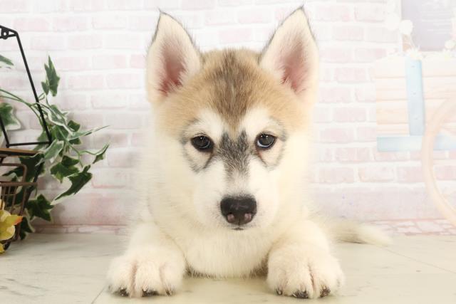 新潟県のシベリアンハスキー (Coo&RIKU長岡店/2025年3月29日生まれ/女の子/シルバーホワイト)の子犬