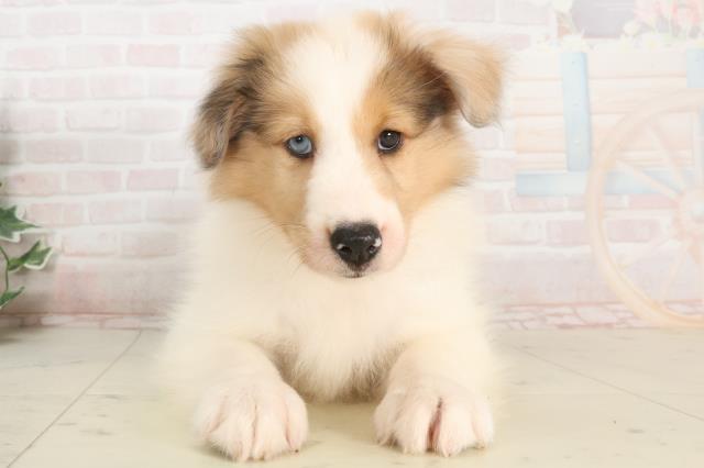 岡山県のシェットランドシープドッグ (Coo&RIKU岡山店/2025年3月28日生まれ/女の子/セーブルマール)の子犬