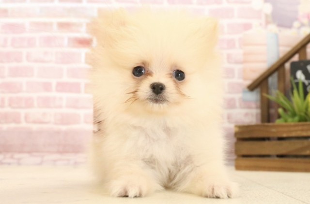 愛知県のポメラニアン (Coo&RIKU名古屋中川店/2025年3月30日生まれ/男の子/クリーム)の子犬