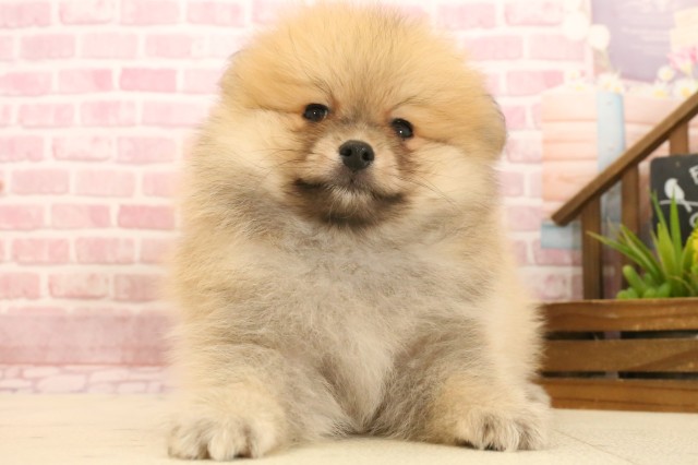 三重県のポメラニアン (Coo&RIKU四日市店/2025年3月30日生まれ/男の子/オレンジセーブル)の子犬