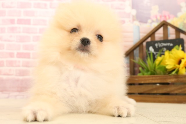 静岡県のポメラニアン (Coo&RIKU静岡SBS通り店/2025年3月30日生まれ/女の子/クリーム)の子犬