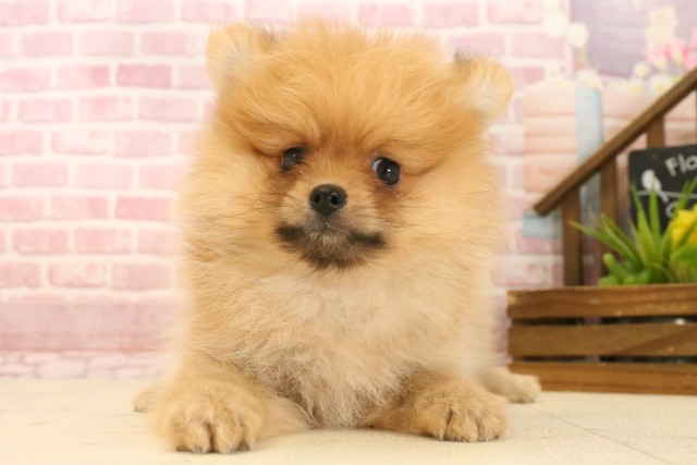 静岡県のポメラニアン (Coo&RIKU富士店/2025年3月30日生まれ/女の子/オレンジセーブル)の子犬