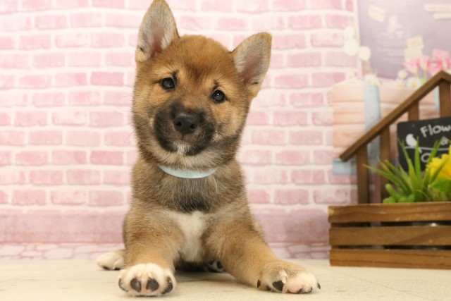 広島県の豆柴 (Coo&RIKU東広島店/2025年3月27日生まれ/男の子/赤)の子犬