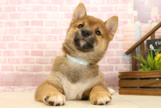 香川県の豆柴 (Coo&RIKU高松上福岡店/2025年3月27日生まれ/男の子/赤)の子犬