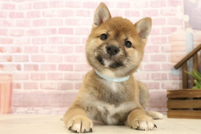 岡山県の豆柴 (Coo&RIKU岡山店/2025年3月27日生まれ/男の子/赤)の子犬