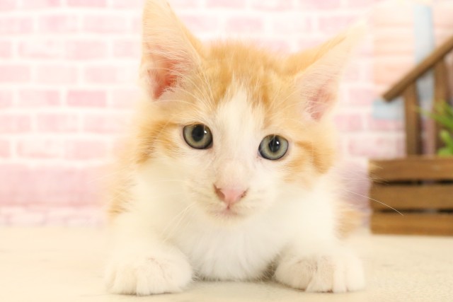 新潟県のメインクーン (Coo&RIKU新潟西店/2025年3月27日生まれ/男の子/レッドタビーホワイト)の子猫
