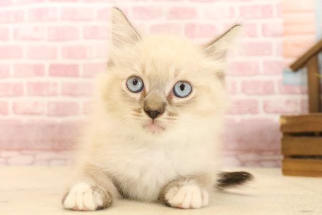 新潟県のラグドール (Coo&RIKU新潟西店/2025年3月18日生まれ/男の子/シールリンクスポイント)の子猫