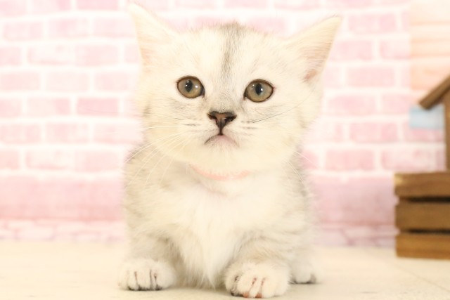 福岡県のマンチカン (Coo&RIKU久留米店/2025年3月23日生まれ/女の子/シルバータビーホワイト)の子猫
