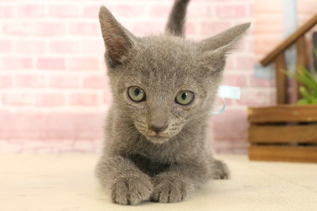 新潟県のロシアンブルー (Coo&RIKU長岡店/2025年3月23日生まれ/男の子/ブルー)の子猫