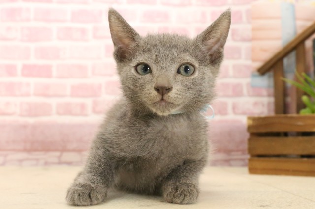 香川県のロシアンブルー (Coo&RIKU高松上福岡店/2025年3月23日生まれ/男の子/ブルー)の子猫
